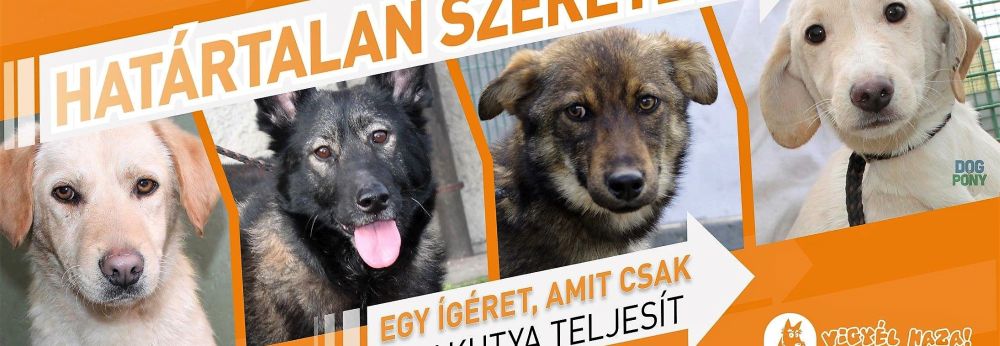 „Kamu” volt a zld polgrmester jellt kutyamenhely problmamegoldsa? 
