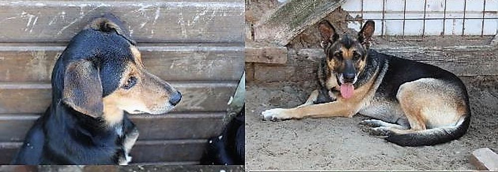 Az nkormnyzat a kezbe veszi a kutyamenhely sorst